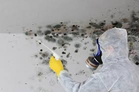 Best Attic Mold Removal  in Cudahy, CA